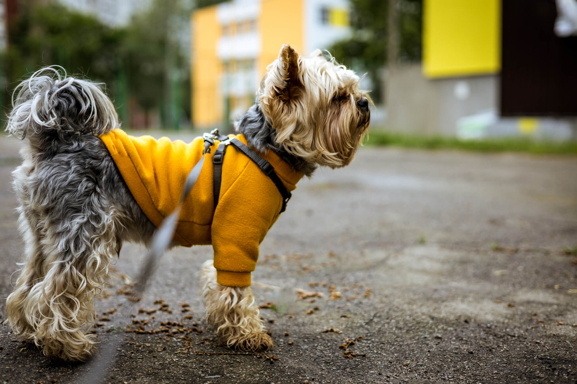 犬用ハーネスはなぜおすすめ？首輪との違いとメリット